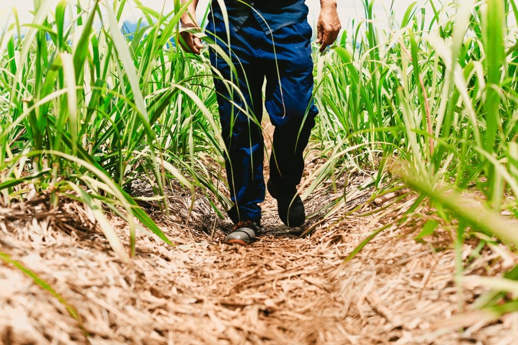 CANE_TERRA (1 of 1)