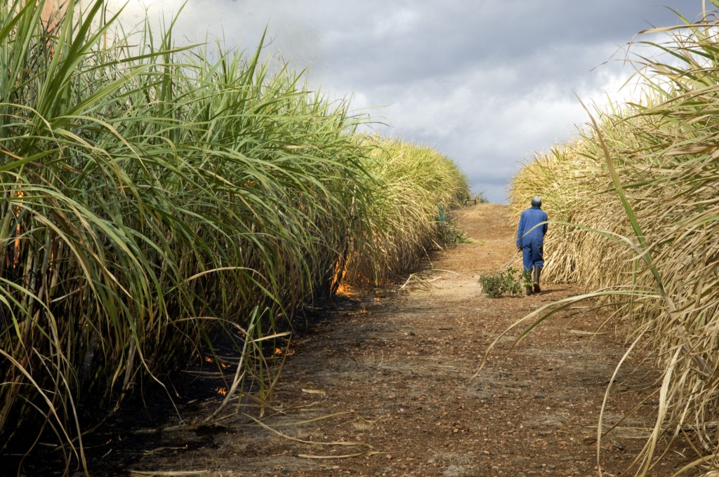 Sugarcane,Field